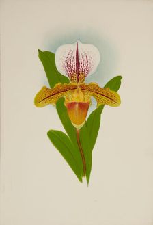 Orchid: Cypridium Luanum, 1907. Creator: Frederick William Bolas