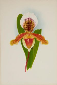 Orchid: Cypridium Milo, 1906. Creator: Frederick William Bolas
