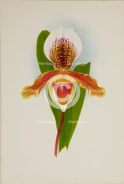 Orchid: Cypridium Milo, 1906. Creator: Frederick William Bolas.