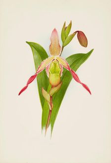 Orchid: Cypripedium, 1906. Creator: Frederick William Bolas