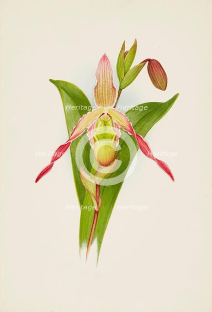 Orchid: Cypripedium, 1906. Creator: Frederick William Bolas.