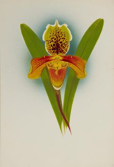 Orchid: Cypripedium, 1907. Creator: Frederick William Bolas
