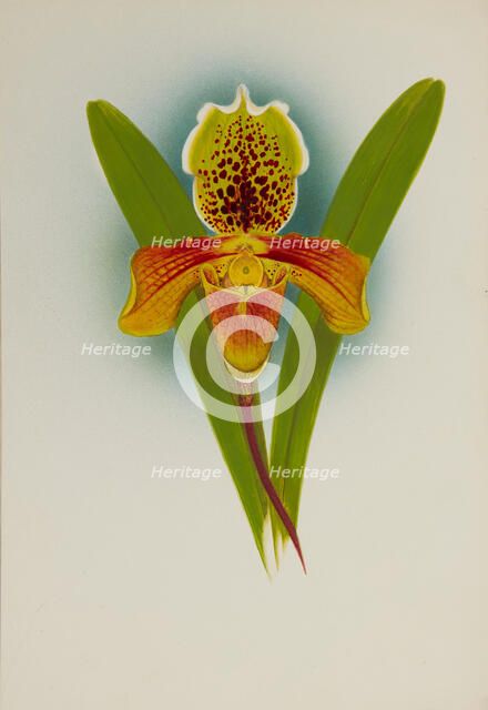 Orchid: Cypripedium, 1907. Creator: Frederick William Bolas.