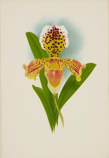 Orchid: Cypripedium, 1907. Creator: Frederick William Bolas
