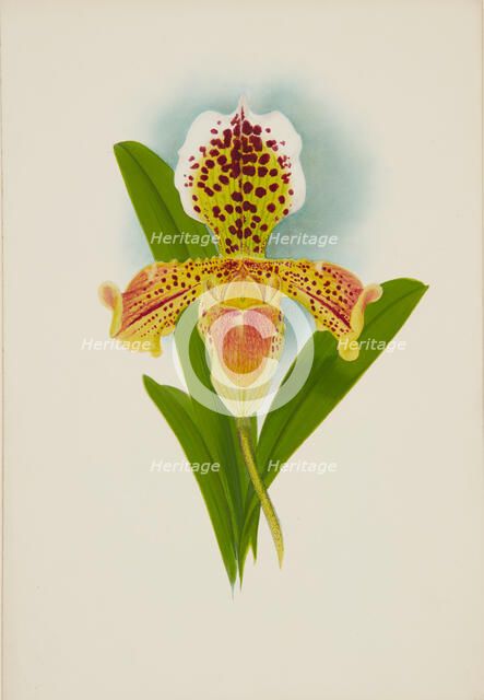 Orchid: Cypripedium, 1907. Creator: Frederick William Bolas.