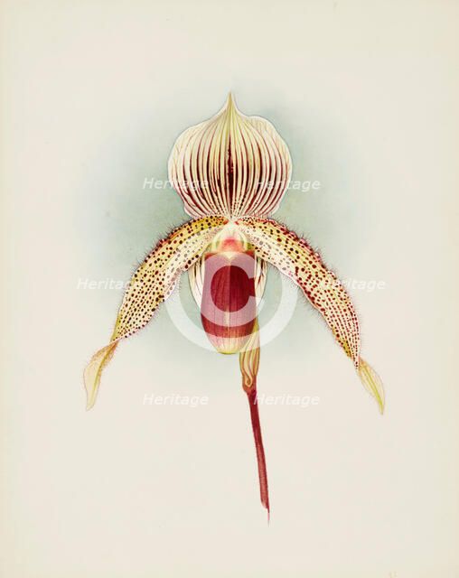 Orchid: Cypripedium A. de Lairesse, 1906. Creator: Frederick William Bolas.