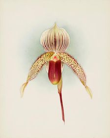 Orchid: Cypripedium A. de Lairesse, 1906. Creator: Frederick William Bolas