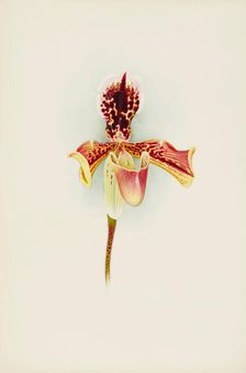 Orchid: Cypripedium Boxalliiatratum Magnificum, 1906. Creator: Frederick William Bolas