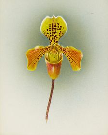 Orchid: Cypripedium George Moore, 1910. Creator: Frederick William Bolas