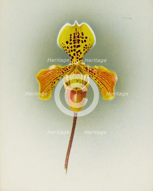 Orchid: Cypripedium George Moore, 1910. Creator: Frederick William Bolas.