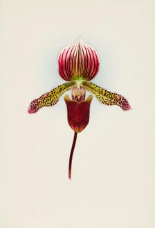 Orchid: Cypripedium Goweri Magnificum, Schofield's Variety, 1906. Creator: Frederick William Bolas