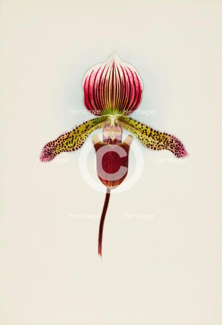 Orchid: Cypripedium Goweri Magnificum, Schofield's Variety, 1906. Creator: Frederick William Bolas.