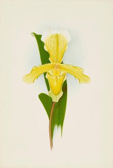 Orchid: Cypripedium Insigna Cobbianum, 1906. Creator: Frederick William Bolas