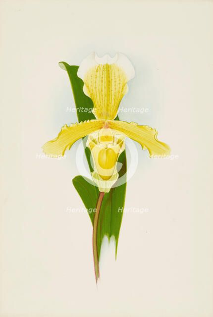 Orchid: Cypripedium Insigna Cobbianum, 1906. Creator: Frederick William Bolas.