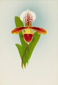 Orchid: Cypripedium Luanum, 1908. Creator: Frederick William Bolas