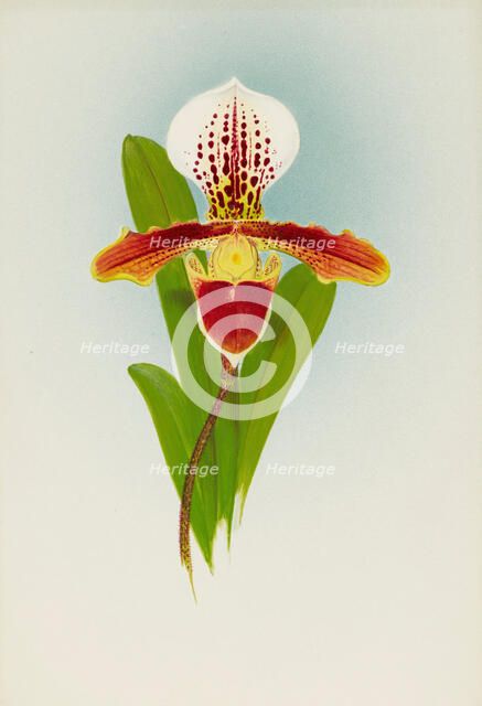 Orchid: Cypripedium Luanum, 1908. Creator: Frederick William Bolas.