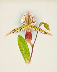 Orchid: Cypripedium Shilianum, 1907. Creator: Frederick William Bolas