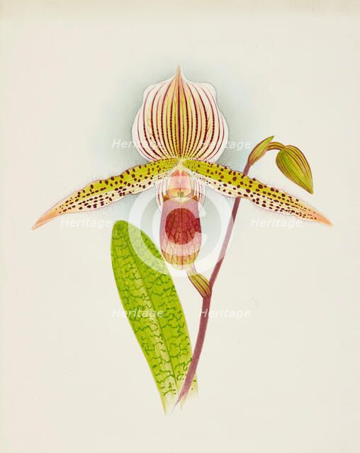 Orchid: Cypripedium Shilianum, 1907. Creator: Frederick William Bolas.