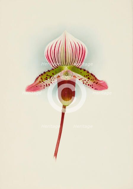 Orchid: Cypripedium Smithae, 1907. Creator: Frederick William Bolas.