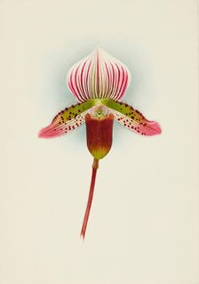 Orchid: Cypripedium Smithae, 1907. Creator: Frederick William Bolas