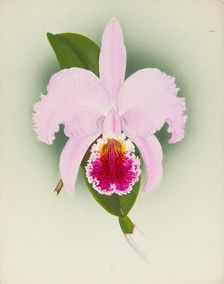 Orchid: Cattleya, 1908. Creator: Frederick William Bolas