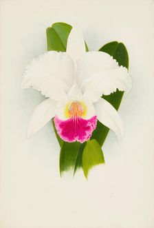 Orchid: Cattleya Mendelii, 1906. Creator: Frederick William Bolas
