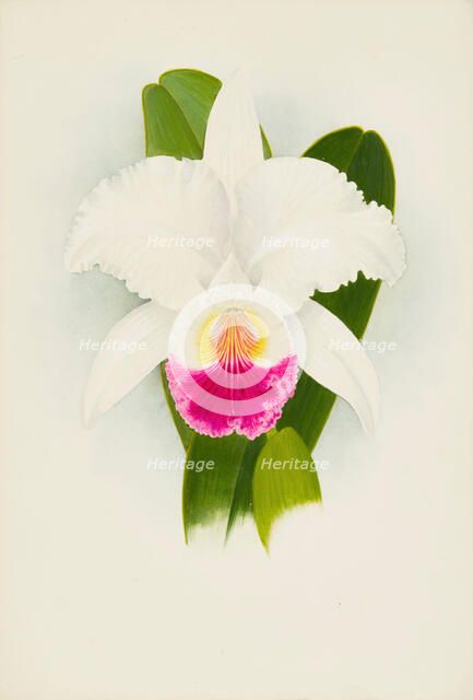 Orchid: Cattleya Mendelii, 1906. Creator: Frederick William Bolas.
