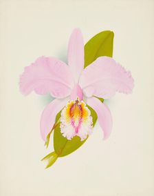 Orchid: Cattleya Missiae, 1907. Creator: Frederick William Bolas