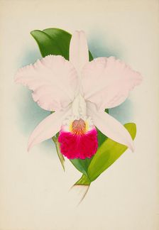 Orchid: Cattleya Mondelux, 1907. Creator: Frederick William Bolas