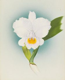 Orchid: Cattleya Schroderae, 1908. Creator: Frederick William Bolas