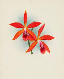 Orchid: Laelia cinnabrosa magnifica, 1907. Creator: Frederick William Bolas