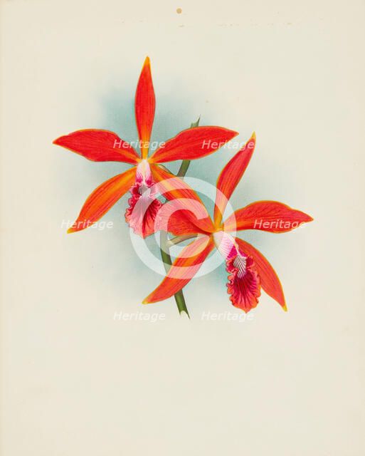 Orchid: Laelia cinnabrosa magnifica, 1907. Creator: Frederick William Bolas.