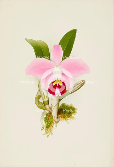 Orchid: Laelia Praestans, 1906. Creator: Frederick William Bolas.