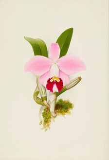 Orchid: Laelia Praestans, 1906. Creator: Frederick William Bolas