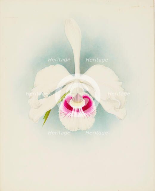 Orchid: Laelia purpurala, 1907. Creator: Frederick William Bolas.