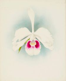Orchid: Laelia purpurala, 1907. Creator: Frederick William Bolas