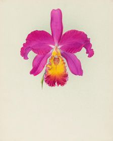 Orchid: Laelio - Cattleya, 1917. Creator: Frederick William Bolas