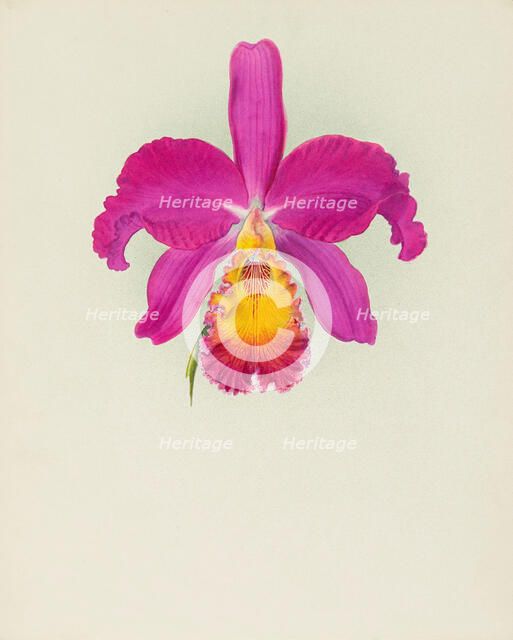 Orchid: Laelio - Cattleya, 1917. Creator: Frederick William Bolas.