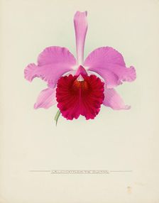 Orchid: Laelio - Cattleya The Sultan, 1917. Creator: Frederick William Bolas