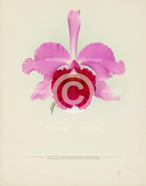 Orchid: Laelio - Cattleya The Sultan, 1917. Creator: Frederick William Bolas.