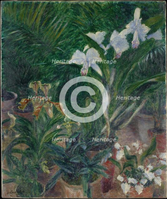 Orchidées dans la serre du Petit Gennevilliers, 1893. Creator: Caillebotte, Gustave (1848-1894).