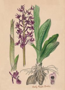 Orchis mascula. Early purple Orchis 19th Century