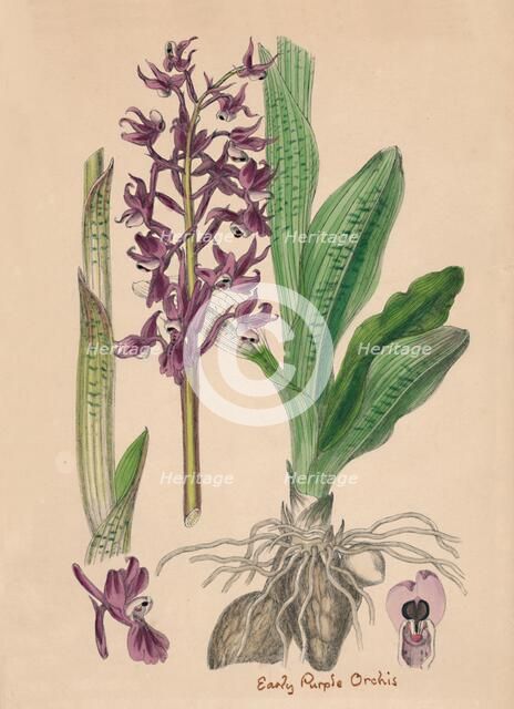 'Orchis mascula. Early purple Orchis', 19th Century. Artist: Unknown.