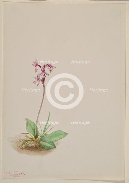 Orchis (Orchis rotundifolia), 1916. Creator: Mary Vaux Walcott.