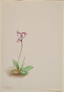 Orchis (Orchis rotundifolia), 1916. Creator: Mary Vaux Walcott