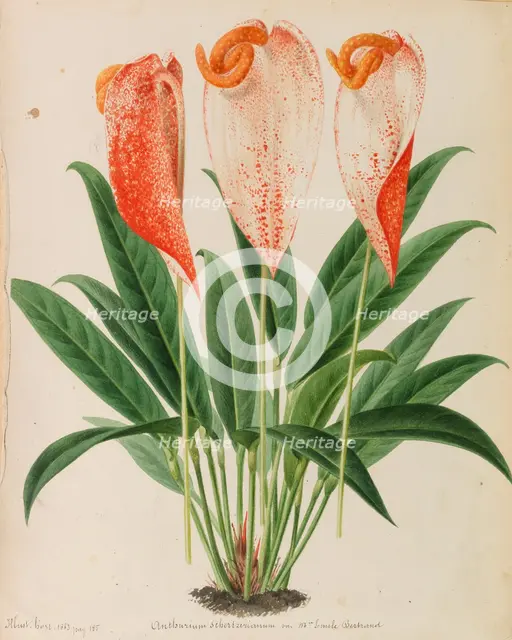 Originaux de publications d´horticulture et d´arboriculture, 1878-1881. Creator: Pannemaeker, Pieter Joseph de (1832-1904).