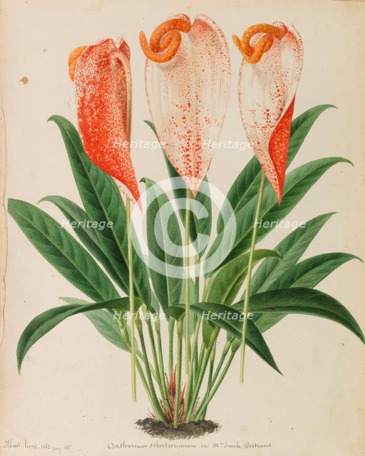 Originaux de publications d´horticulture et d´arboriculture, 1878-1881. Creator: Pannemaeker, Pieter Joseph de (1832-1904).