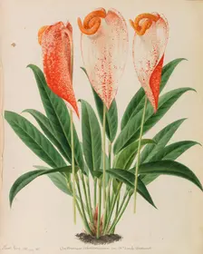Originaux de publications d´horticulture et d´arboriculture, 1878-1881. Creator: Pannemaeker, Pieter Joseph de (1832-1904)