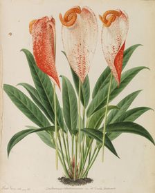 Originaux de publications d´horticulture et d´arboriculture, 1878-1881. Creator: Pannemaeker, Pieter Joseph de (1832-1904)