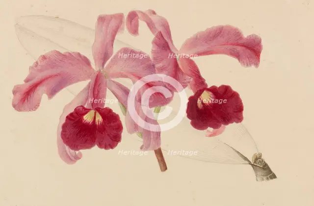 Originaux de publications d´horticulture et d´arboriculture, 1878-1881. Creator: Pannemaeker, Pieter Joseph de (1832-1904).